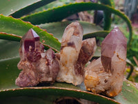 Natural Red Hematoid Quartz Crystals x 12 From Karoi, Zimbabwe - Toprock Gemstones and Minerals 