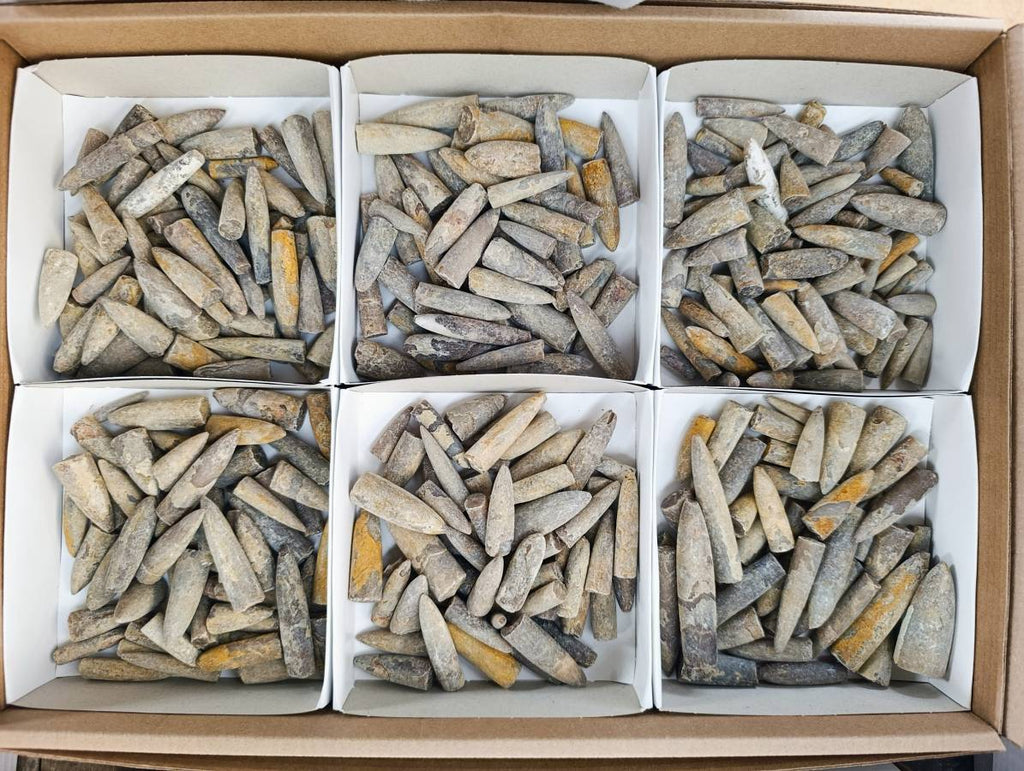 Natural Belimnite Fossils x 1 Lot, From Maintirano, Madagascar - Toprock Gemstones and Minerals 