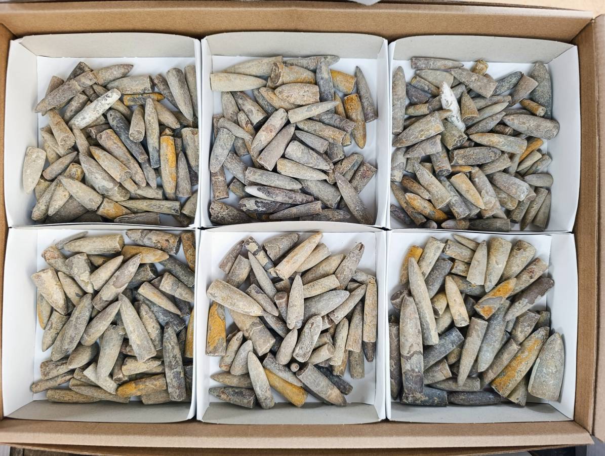 Natural Belimnite Fossils x 1 Lot, From Maintirano, Madagascar - Toprock Gemstones and Minerals 