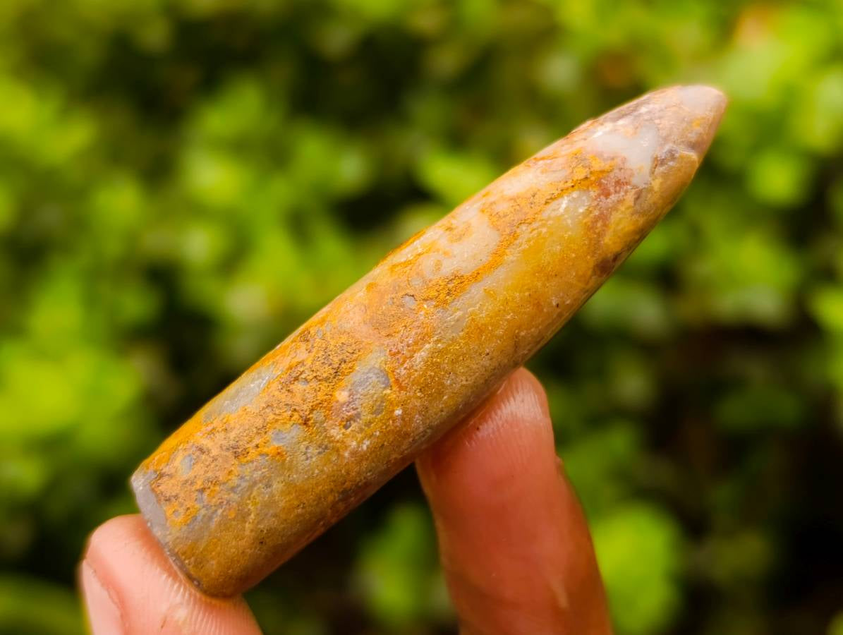 Natural Belimnite Fossils x 1 Lot, From Maintirano, Madagascar - Toprock Gemstones and Minerals 