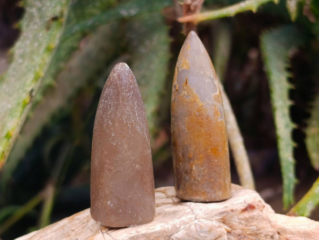 Natural Belimnite Fossils x 1 Lot, From Maintirano, Madagascar - Toprock Gemstones and Minerals 