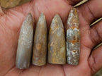 Natural Belimnite Fossils x 1 Lot, From Maintirano, Madagascar - Toprock Gemstones and Minerals 