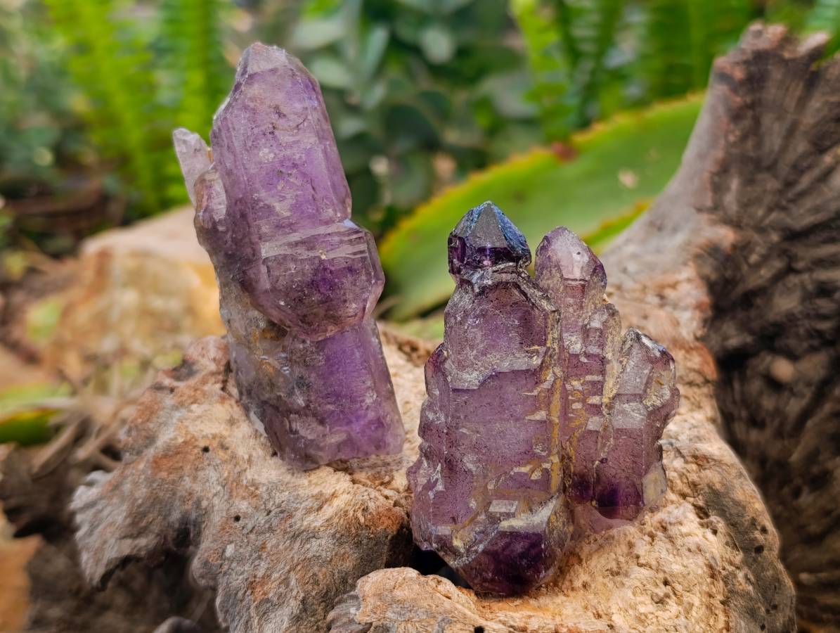 Natural Window Amethyst Crystals x 12 From Chiredzi, Zimbabwe - Toprock Gemstones and Minerals 