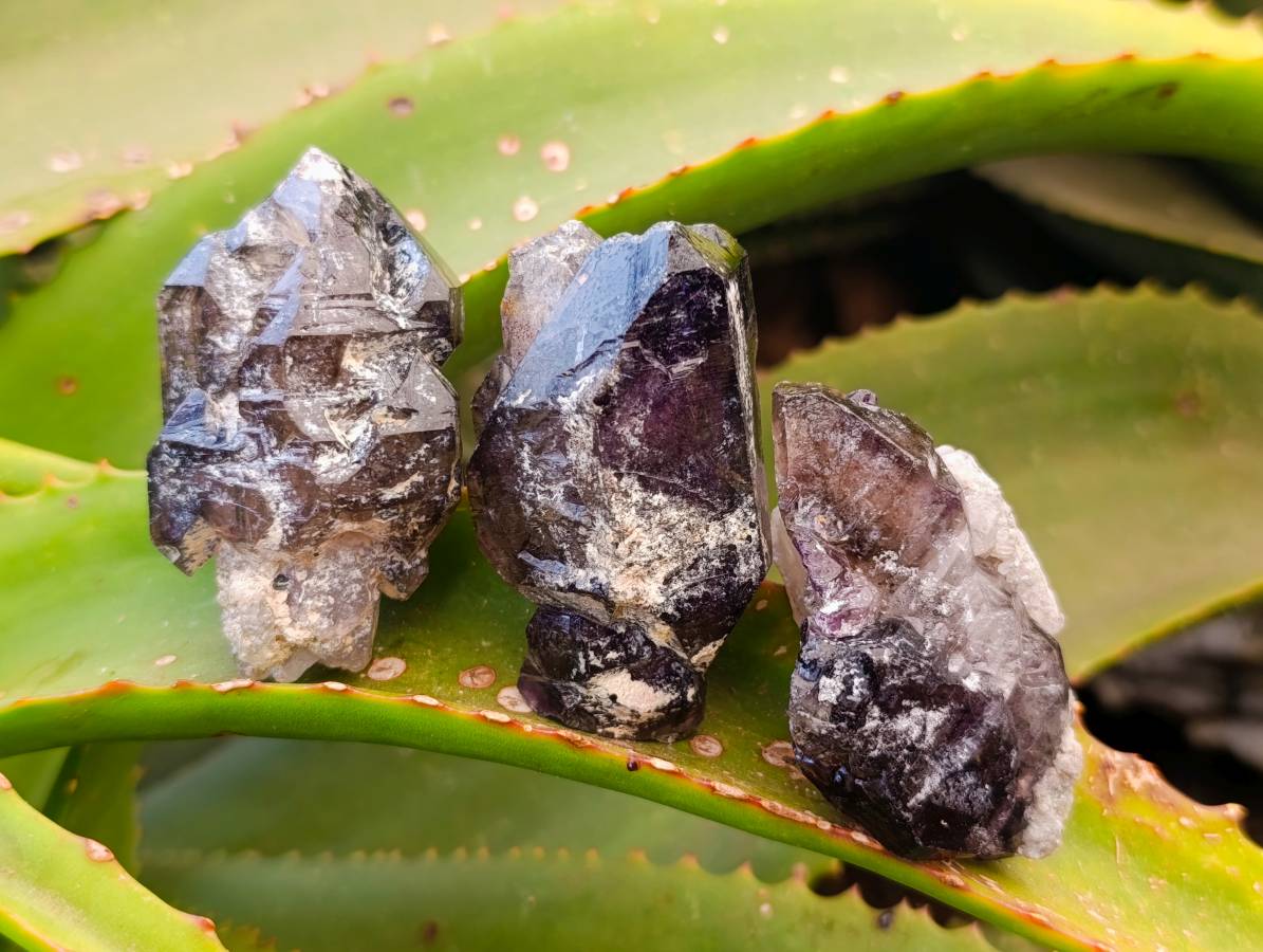 Natural Window Amethyst Crystals x 12 From Chiredzi, Zimbabwe - Toprock Gemstones and Minerals 