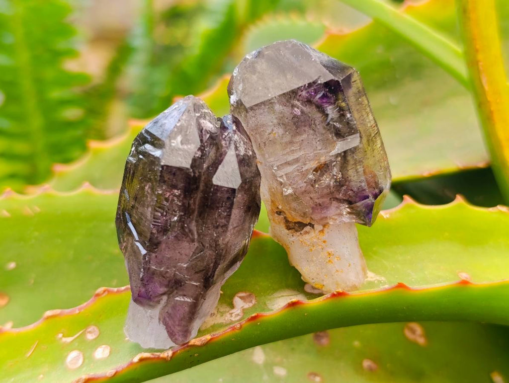 Natural Window Amethyst Crystals x 12 From Chiredzi, Zimbabwe - Toprock Gemstones and Minerals 