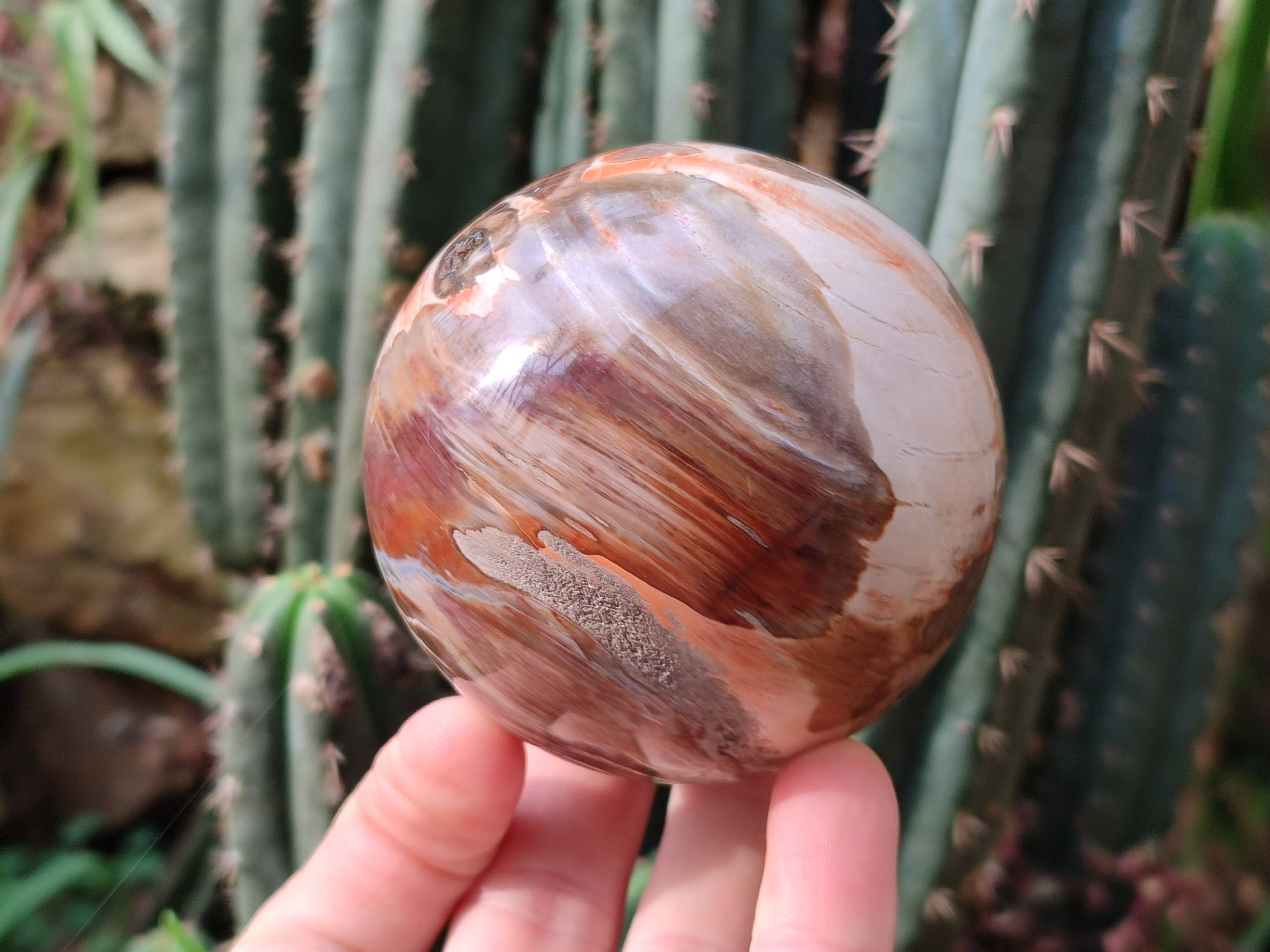 Polished Red Podocarpus Petrified Wood Spheres x 3 From Mahajanga, Madagascar - Toprock Gemstones and Minerals 