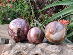Polished Red Podocarpus Petrified Wood Spheres x 3 From Mahajanga, Madagascar - Toprock Gemstones and Minerals 