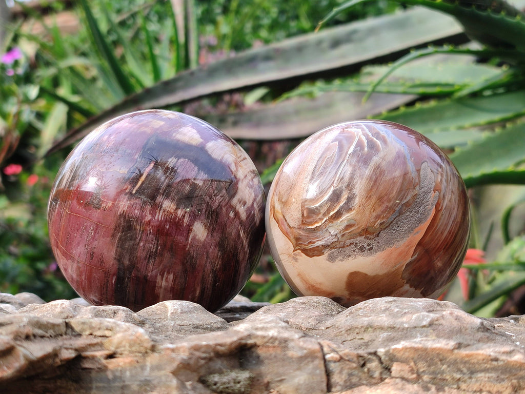 Polished Red Podocarpus Petrified Wood Spheres x 3 From Mahajanga, Madagascar - Toprock Gemstones and Minerals 
