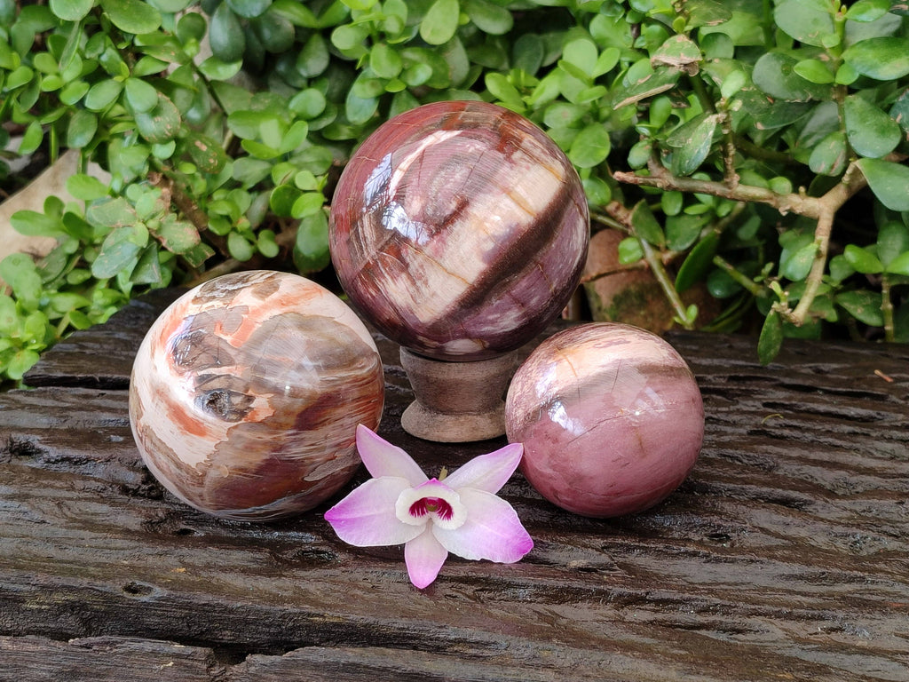 Polished Red Podocarpus Petrified Wood Spheres x 3 From Mahajanga, Madagascar - Toprock Gemstones and Minerals 