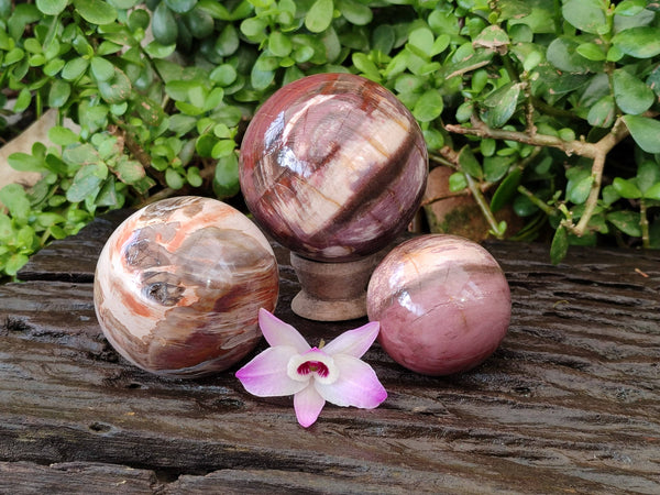 Polished Red Podocarpus Petrified Wood Spheres x 3 From Mahajanga, Madagascar - Toprock Gemstones and Minerals 