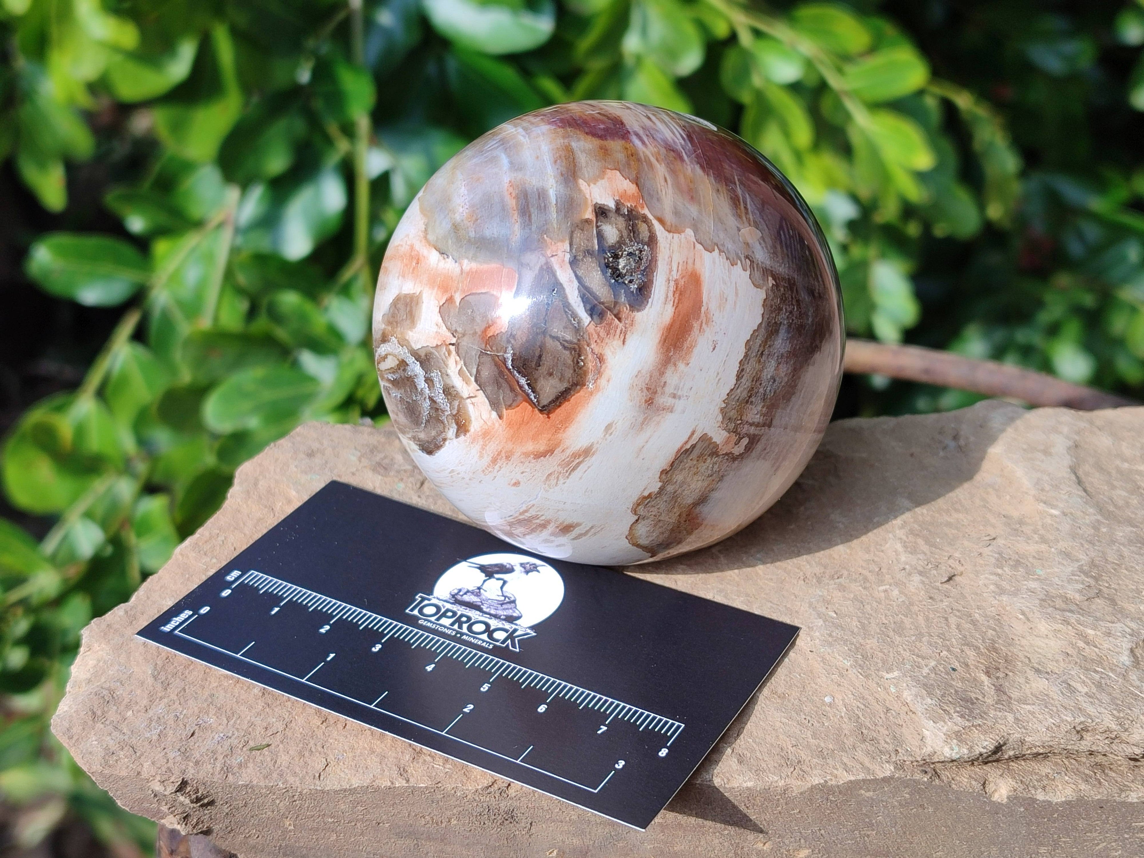 Polished Red Podocarpus Petrified Wood Spheres x 3 From Mahajanga, Madagascar - Toprock Gemstones and Minerals 