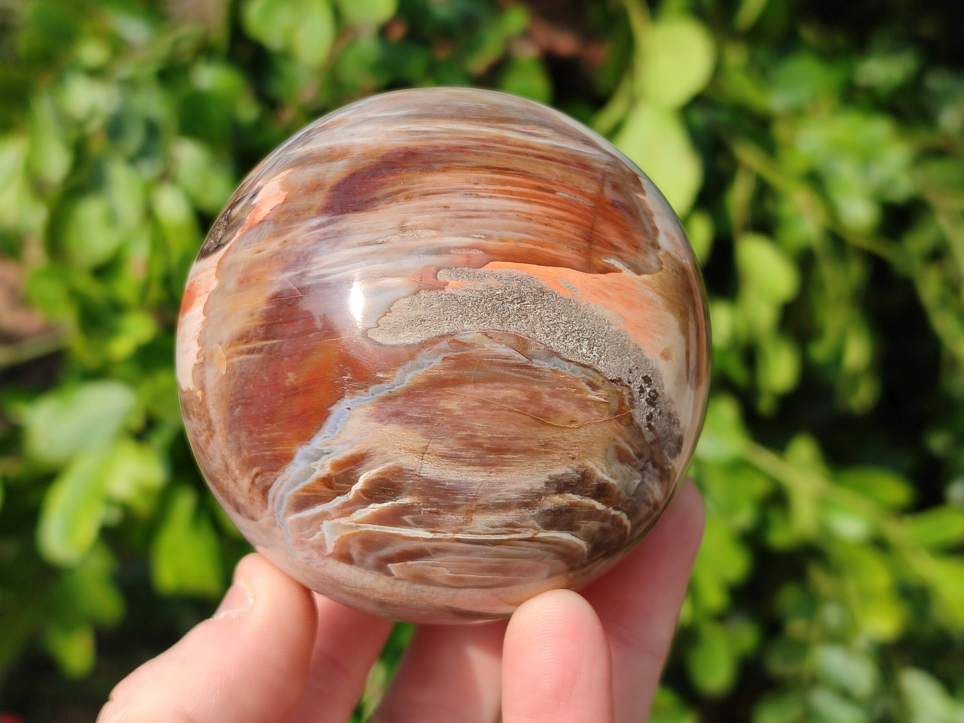 Polished Red Podocarpus Petrified Wood Spheres x 3 From Mahajanga, Madagascar - Toprock Gemstones and Minerals 