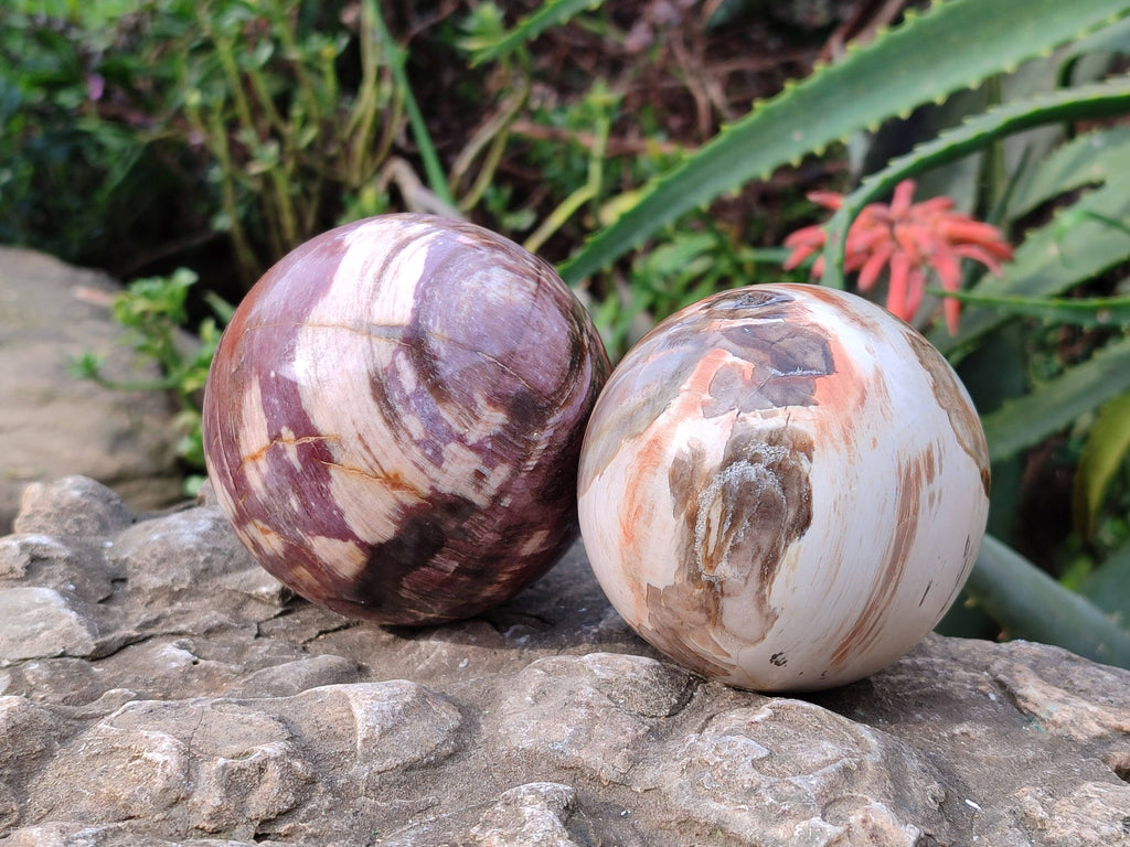 Polished Red Podocarpus Petrified Wood Spheres x 3 From Mahajanga, Madagascar - Toprock Gemstones and Minerals 