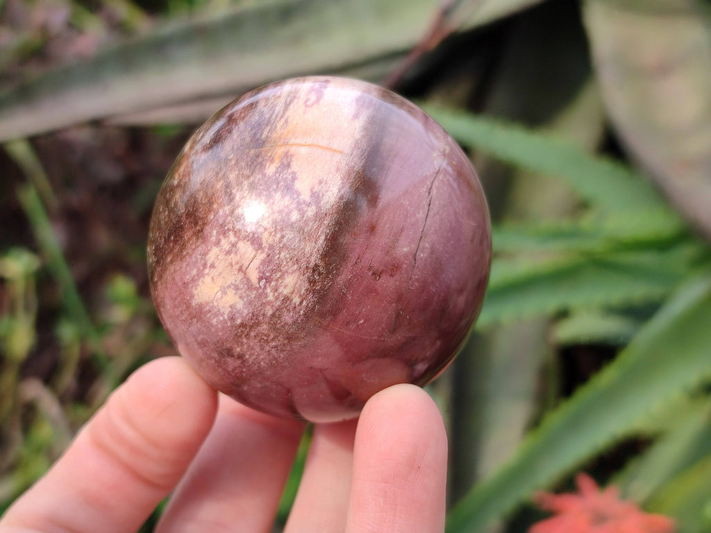 Polished Red Podocarpus Petrified Wood Spheres x 3 From Mahajanga, Madagascar - Toprock Gemstones and Minerals 