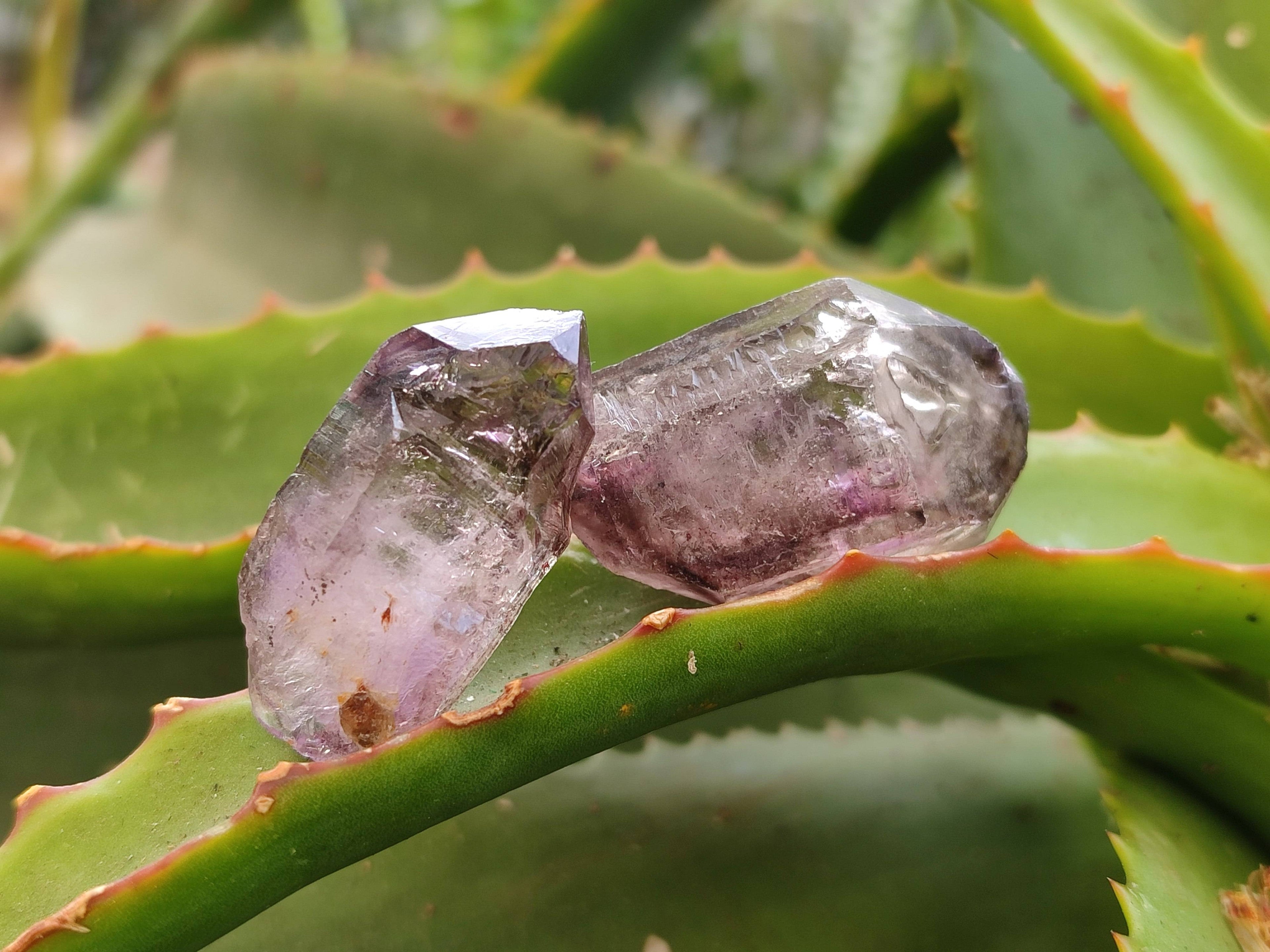 Natural Window Amethyst Crystals x 20 From Chiredzi, Zimbabwe - Toprock Gemstones and Minerals 