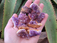 Natural Amethystos Amethyst Clusters x 70 From Kwaggafontein, South Africa - Toprock Gemstones and Minerals 