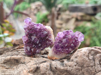 Natural Amethystos Amethyst Clusters x 70 From Kwaggafontein, South Africa - Toprock Gemstones and Minerals 