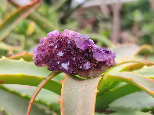 Natural Amethystos Amethyst Clusters x 70 From Kwaggafontein, South Africa - Toprock Gemstones and Minerals 