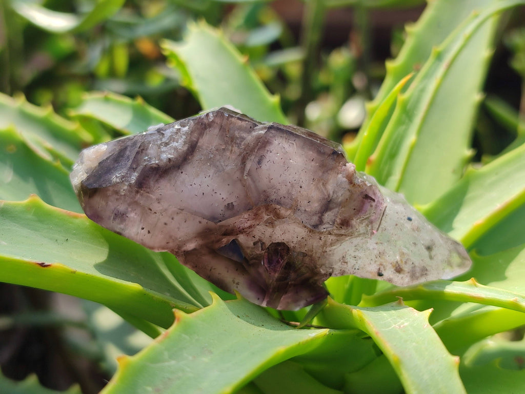 Natural Window Amethyst Crystals x 6 From Chiredzi, Zimbabwe - Toprock Gemstones and Minerals 