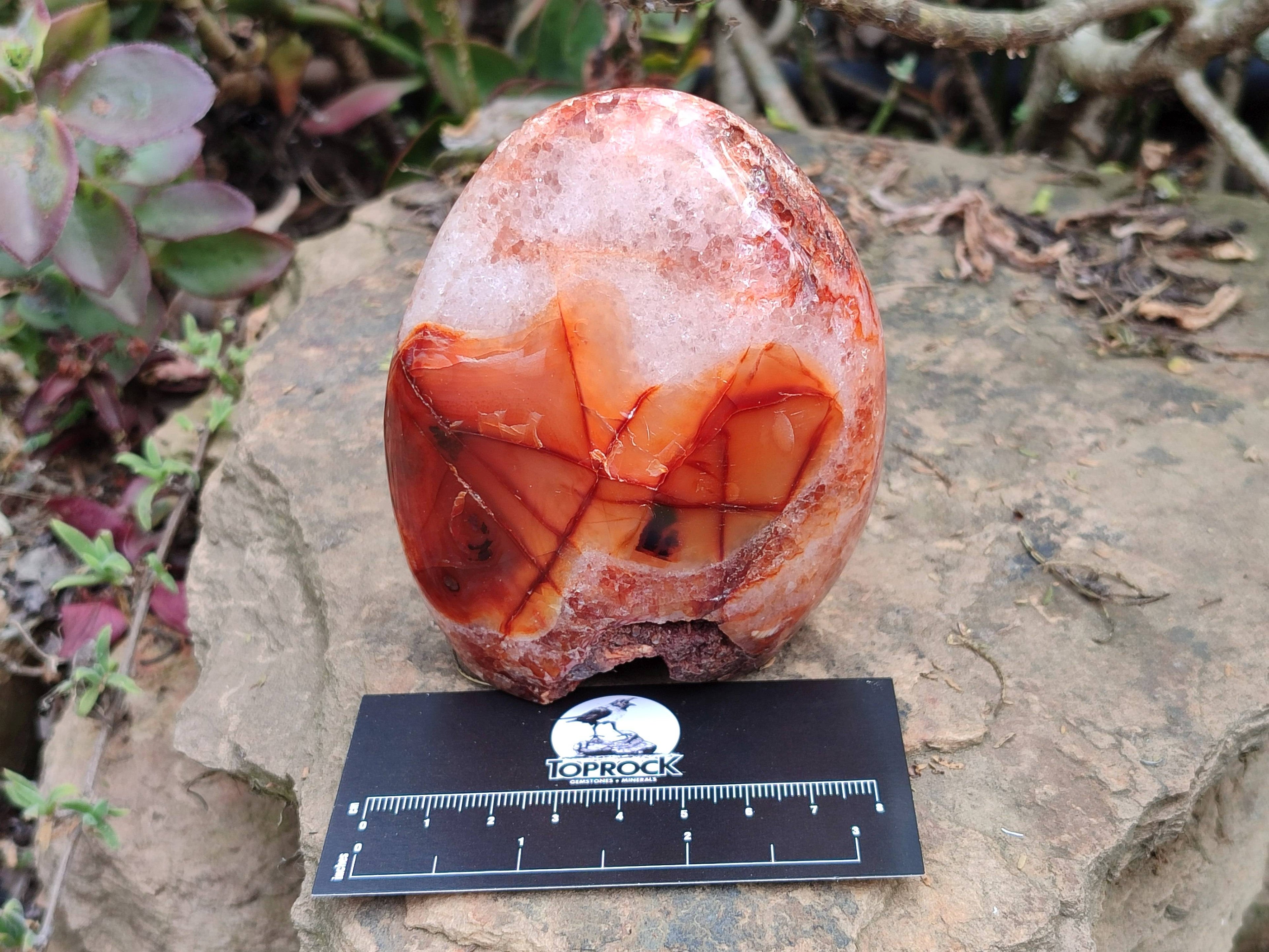 Polished Carnelian Agate Gemstone Standing Free Form x 3 From Madagascar - Toprock Gemstones and Minerals 