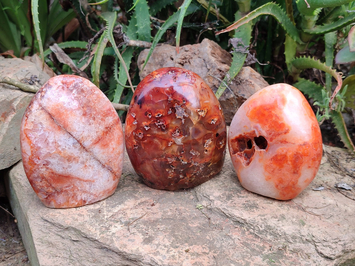 Polished Carnelian Agate Gemstone Standing Free Form x 3 From Madagascar - Toprock Gemstones and Minerals 