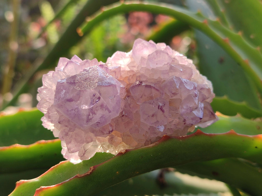 Natural Sunburst Amethyst Spirit Quartz Clusters x 12 From Boekenhouthoek, South Africa - Toprock Gemstones and Minerals 