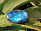 Polished Labradorite Galets x 12 From Tulear, Madagascar - Toprock Gemstones and Minerals 