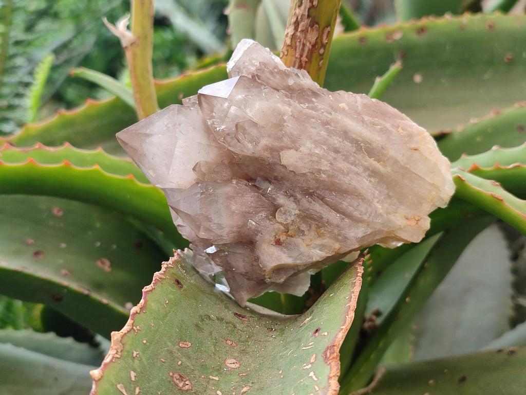 Natural Smokey Phantom Quartz Clusters x 6 From Luena, Congo - Toprock Gemstones and Minerals 
