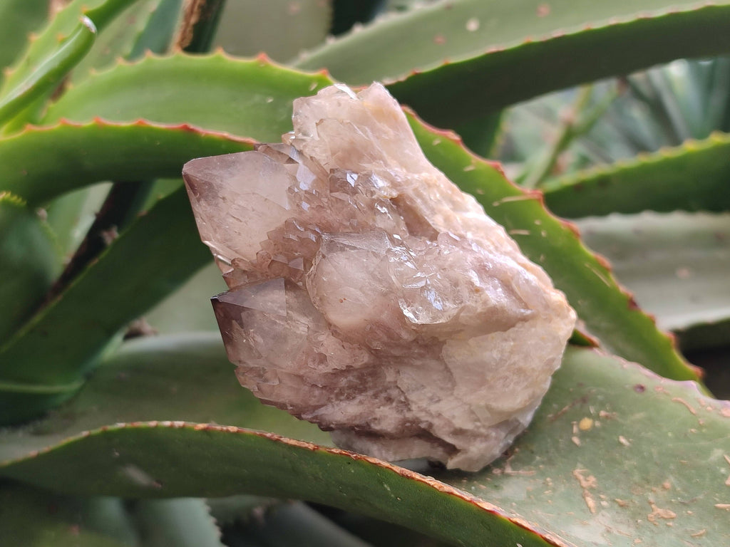 Natural Smokey Phantom Quartz Clusters x 6 From Luena, Congo - Toprock Gemstones and Minerals 