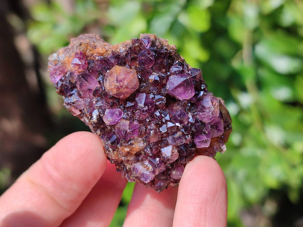 Natural Amethystos Amethyst Clusters x 35 From Kwaggafontein, South Africa - Toprock Gemstones and Minerals 