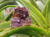 Natural Amethystos Amethyst Clusters x 35 From Kwaggafontein, South Africa - Toprock Gemstones and Minerals 