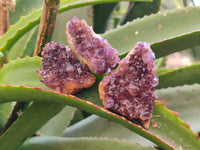 Natural Amethystos Amethyst Clusters x 35 From Kwaggafontein, South Africa - Toprock Gemstones and Minerals 