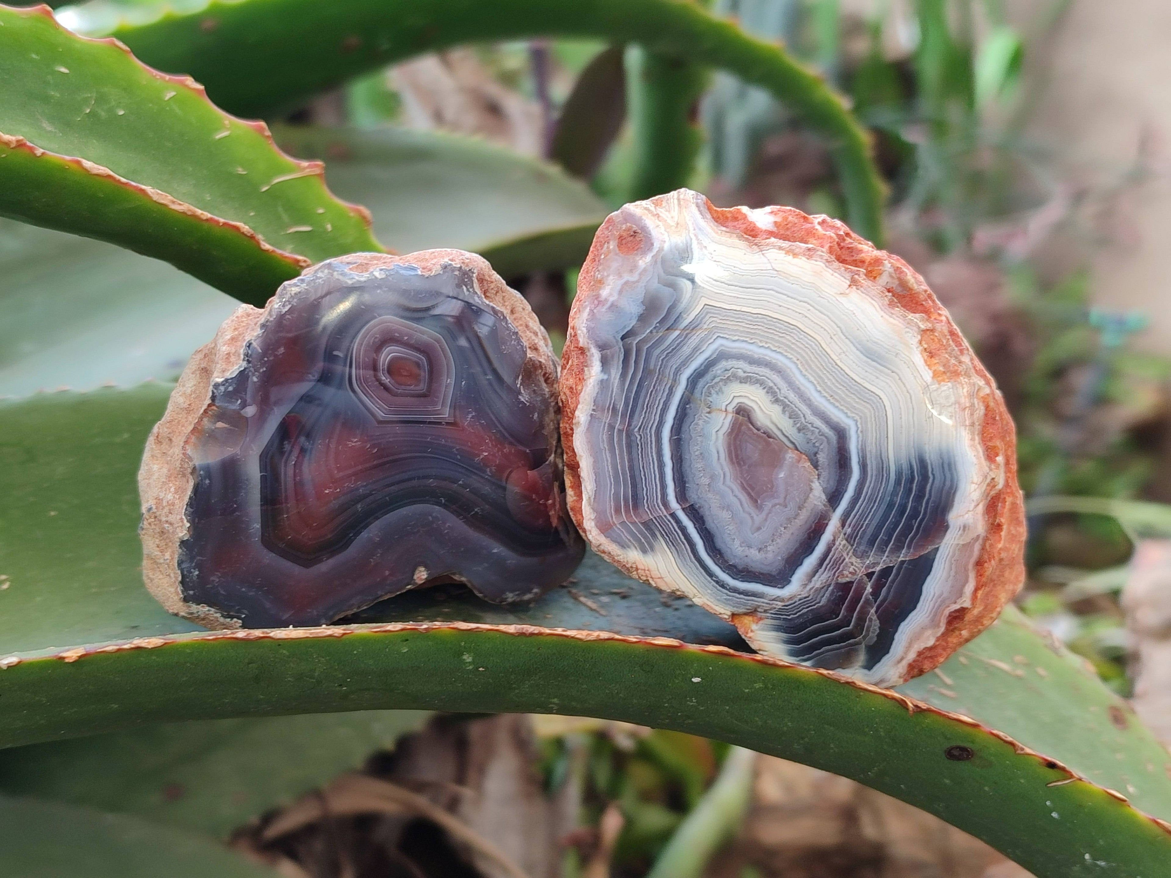 Polished Red Sashe River Agate Nodules x 6 From Sashe River, Zimbabwe - Toprock Gemstones and Minerals 