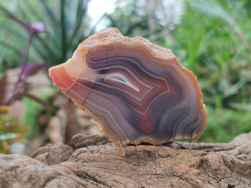 Polished Red Sashe River Agate Nodules x 6 From Sashe River, Zimbabwe - Toprock Gemstones and Minerals 