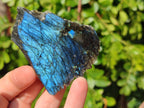 Polished On One Side Labradorite x 3 From Tulear, Madagascar - Toprock Gemstones and Minerals 
