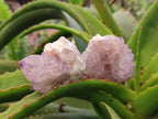 Natural Amethyst Spirit Quartz Clusters x 12 From Boekenhouthoek, South Africa - Toprock Gemstones and Minerals 