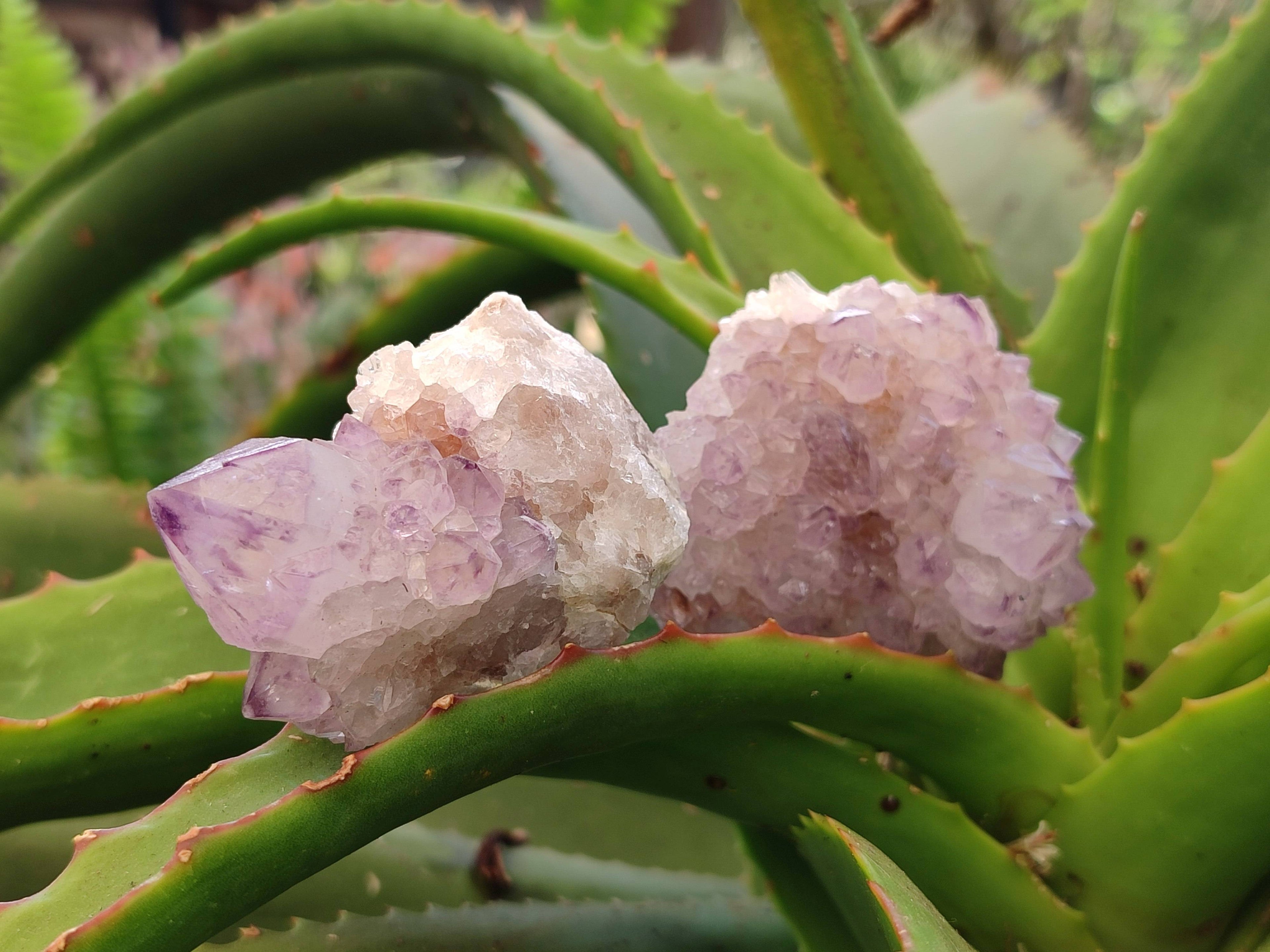 Natural Amethyst Spirit Quartz Clusters x 12 From Boekenhouthoek, South Africa - Toprock Gemstones and Minerals 
