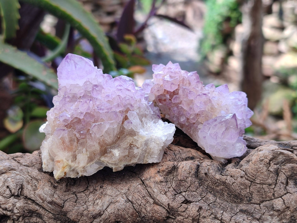 Natural Amethyst Spirit Quartz Clusters x 12 From Boekenhouthoek, South Africa - Toprock Gemstones and Minerals 