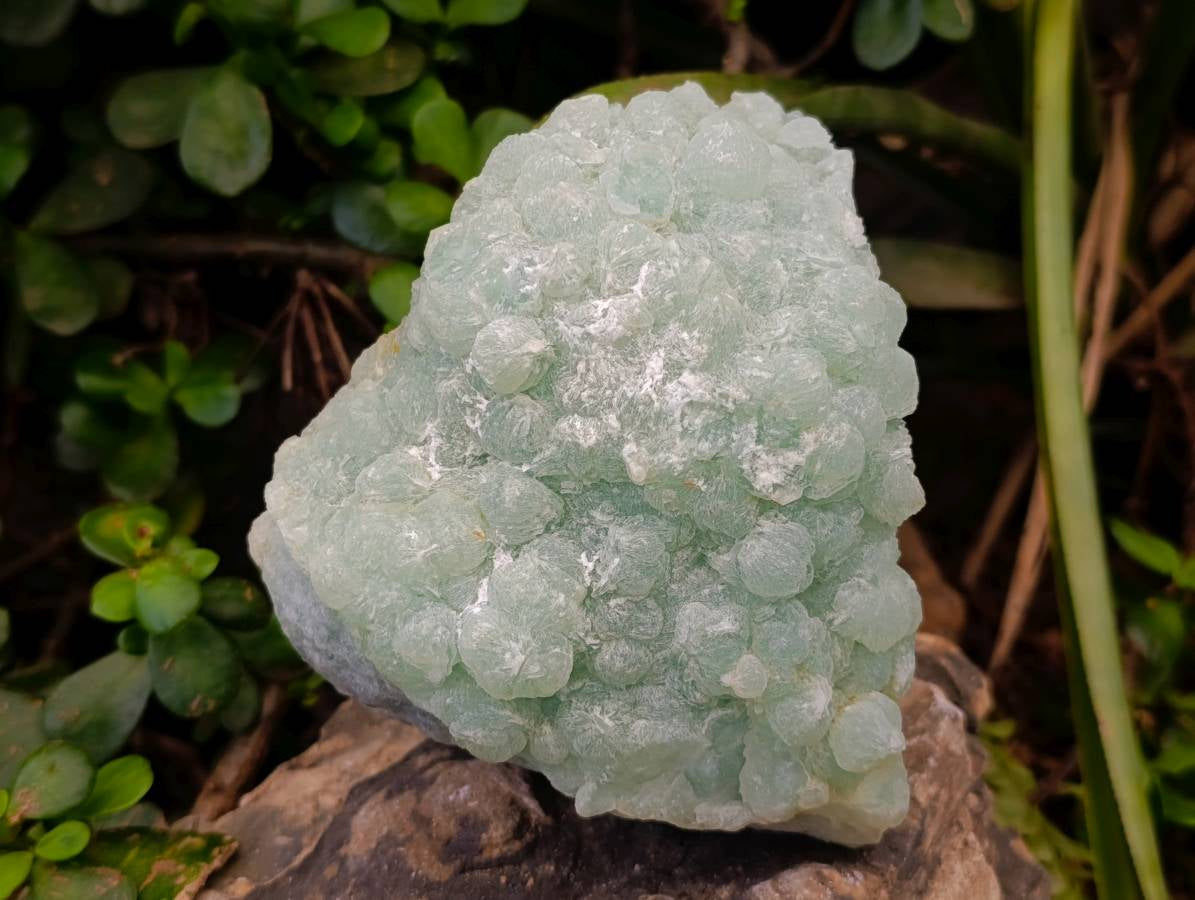 Natural Botryoidal Prehnite Specimen x 1 From Beaufort West, South Africa - Toprock Gemstones and Minerals 