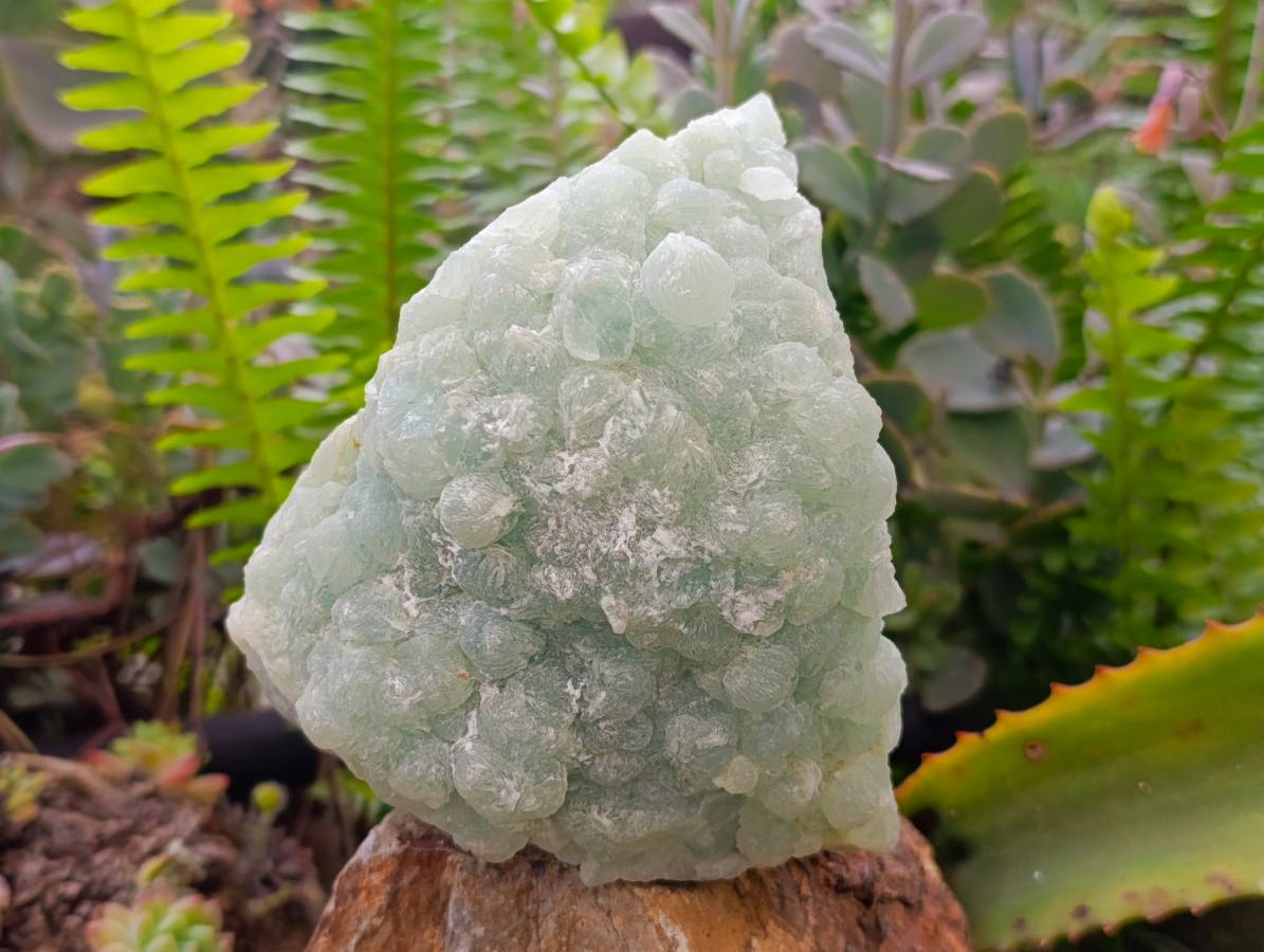 Natural Botryoidal Prehnite Specimen x 1 From Beaufort West, South Africa - Toprock Gemstones and Minerals 
