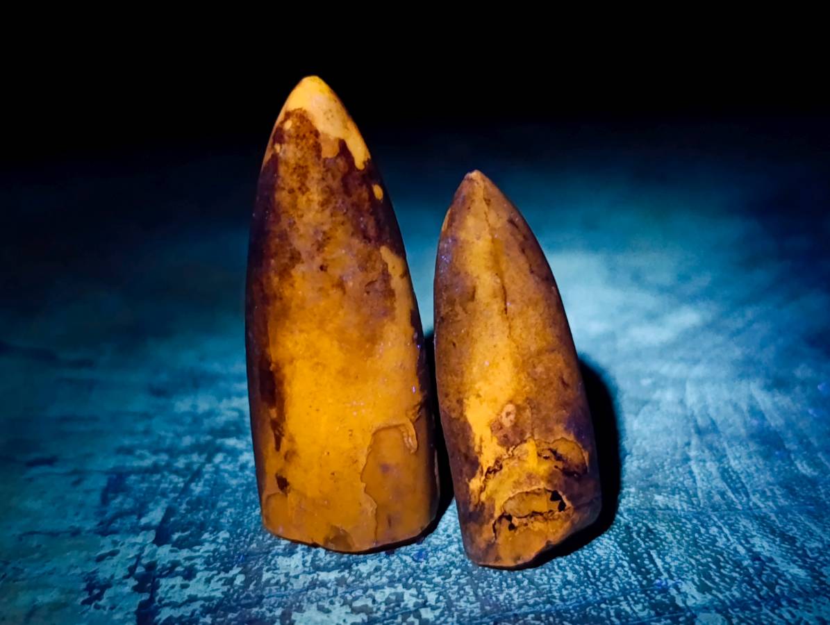 Natural Belimnite Fossils x 1 Lot, From Maintiarano, Madagascar - Toprock Gemstones and Minerals 