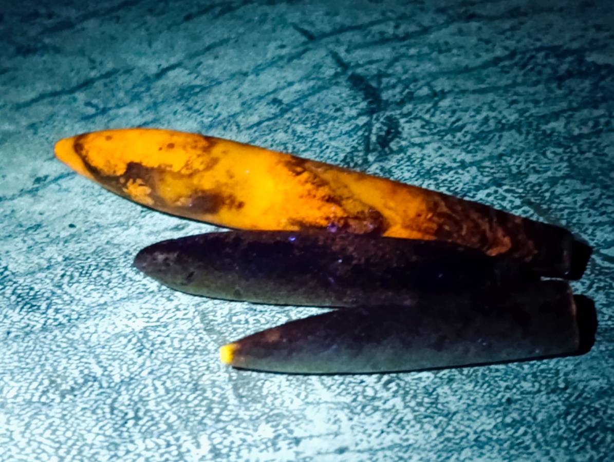 Natural Belimnite Fossils x 1 Lot, From Maintiarano, Madagascar - Toprock Gemstones and Minerals 