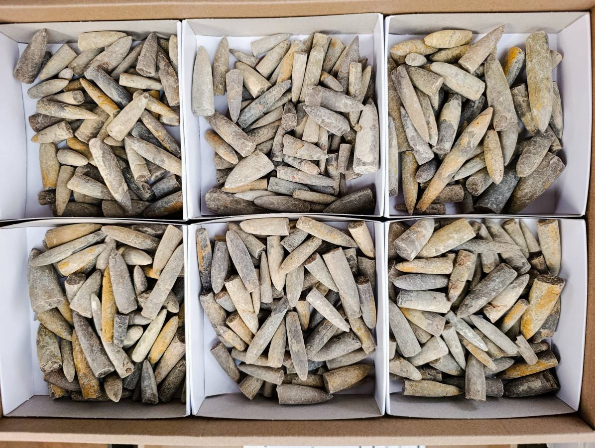 Natural Belimnite Fossils x 1 Lot, From Maintiarano, Madagascar - Toprock Gemstones and Minerals 