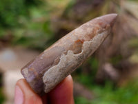 Natural Belimnite Fossils x 1 Lot, From Maintiarano, Madagascar - Toprock Gemstones and Minerals 