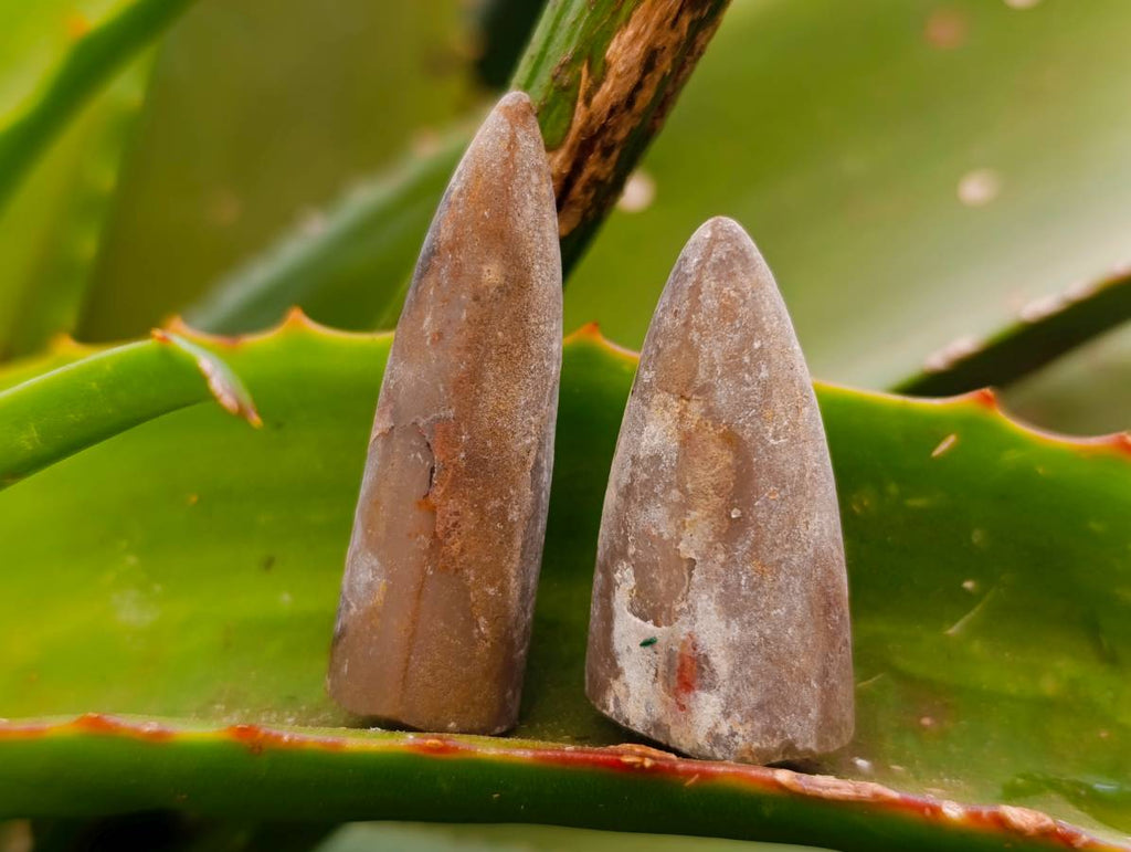 Natural Belimnite Fossils x 1 Lot, From Maintiarano, Madagascar - Toprock Gemstones and Minerals 