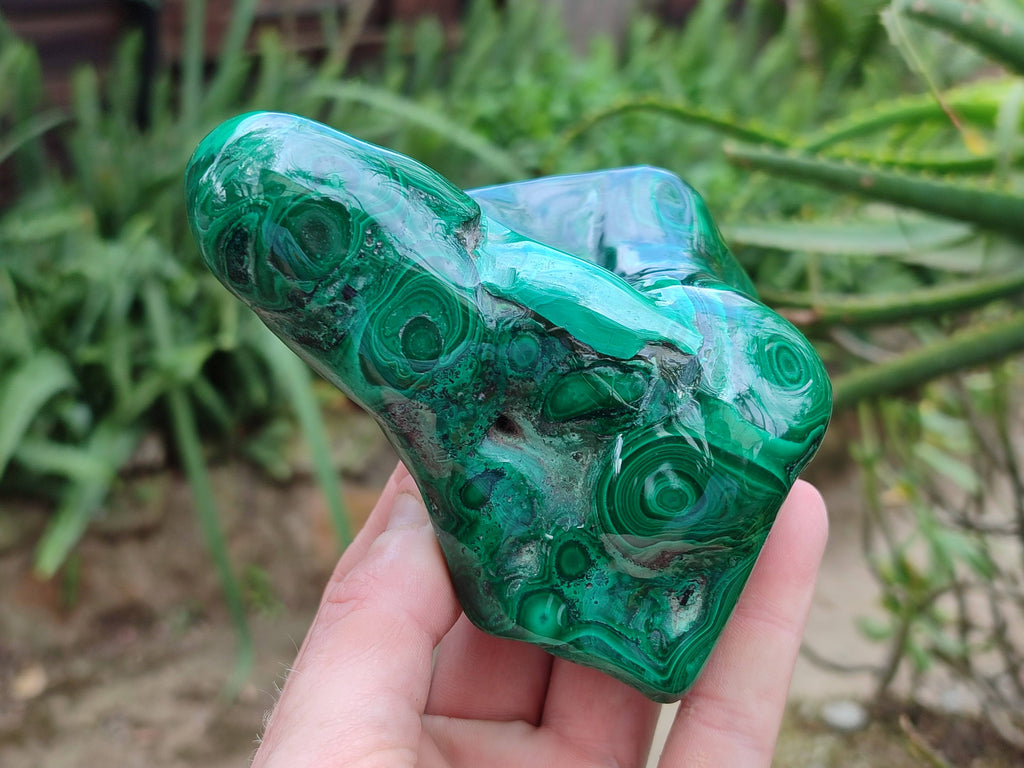 Polished Ring and Banded Malachite Free Forms x 2 From Congo - Toprock Gemstones and Minerals 