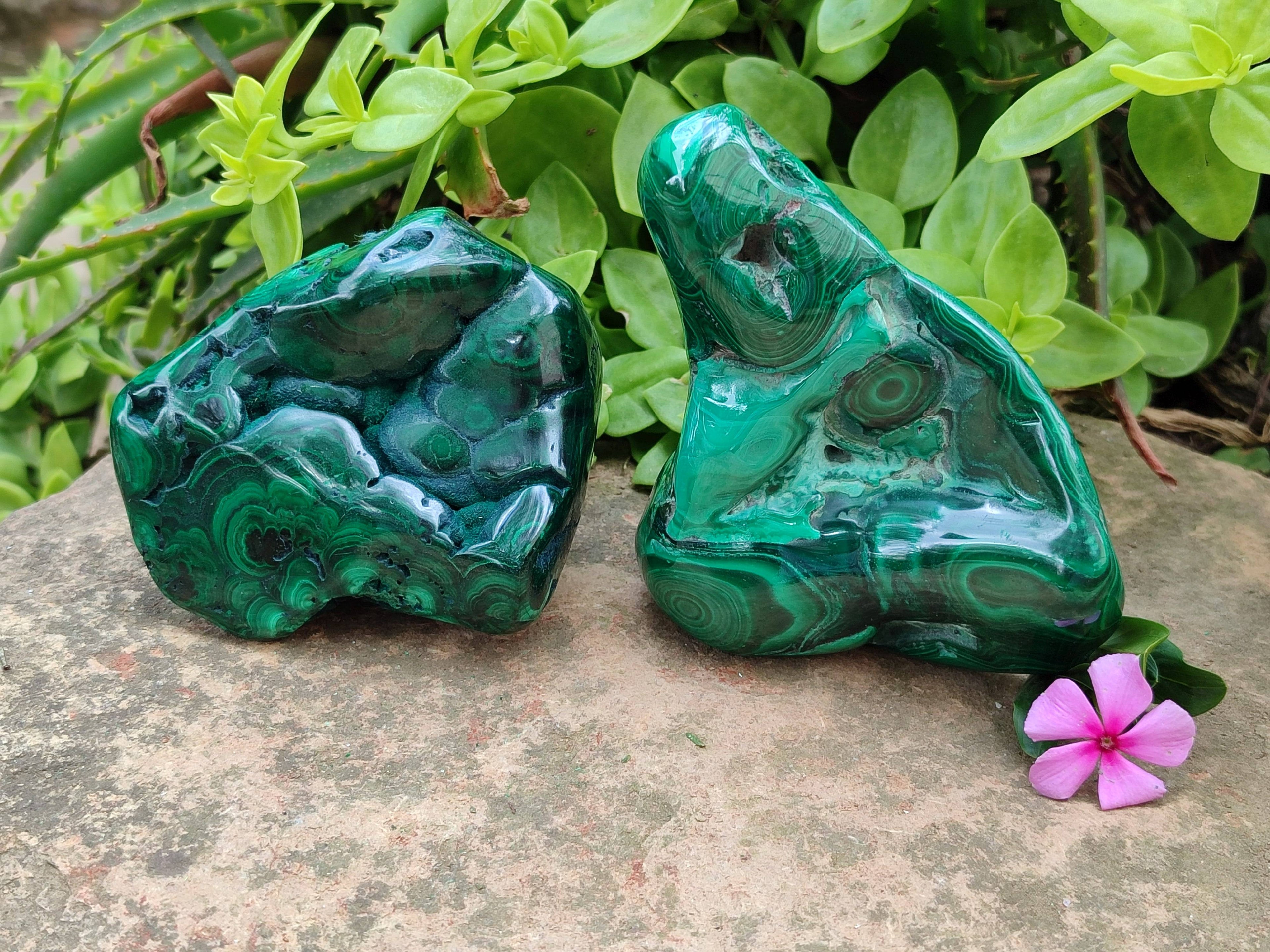 Polished Ring and Banded Malachite Free Forms x 2 From Congo - Toprock Gemstones and Minerals 