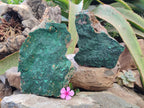 Natural Botryoidal Malachite Specimens x 2 From Congo - Toprock Gemstones and Minerals 