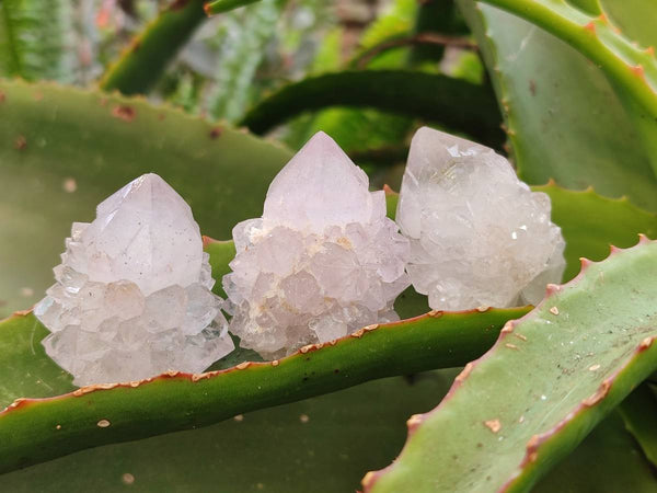 Natural Amethyst Spirit Quartz Clusters x 20 From Boekenhouthoek, South Africa - Toprock Gemstones and Minerals 