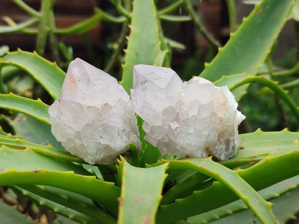 Natural Amethyst Spirit Quartz Clusters x 20 From Boekenhouthoek, South Africa - Toprock Gemstones and Minerals 